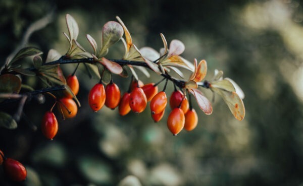 Rosehip oil is pressed from rosehips, the fruit of roses.